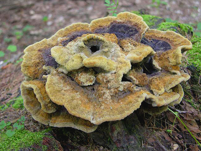 Polyporus sulphureus???